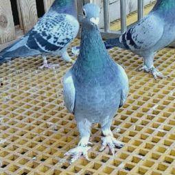 鸽子爆料美娜视频,美娜私密视频引发热议