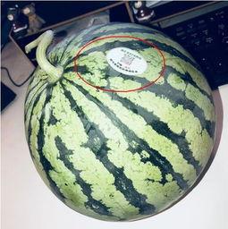 网红吃瓜吃到自己家,一场意外的“瓜田奇遇记”